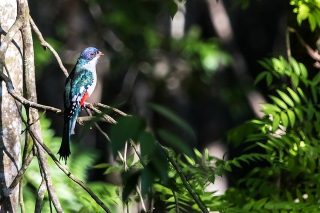 Observation d’oiseaux au Parc Naturel Vega Grande avec guide francophone privé