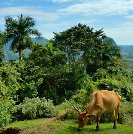 campagne Los Acuaticos