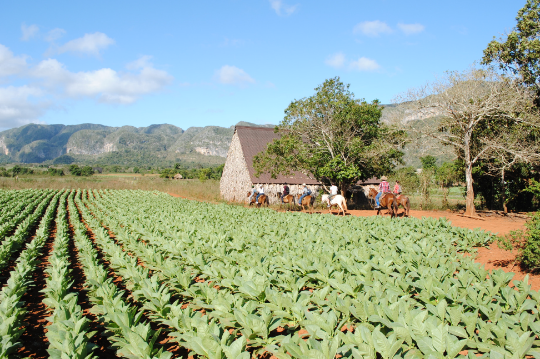 Champs de tabac Vinales