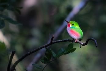 excursion observation des oiseaux cuba