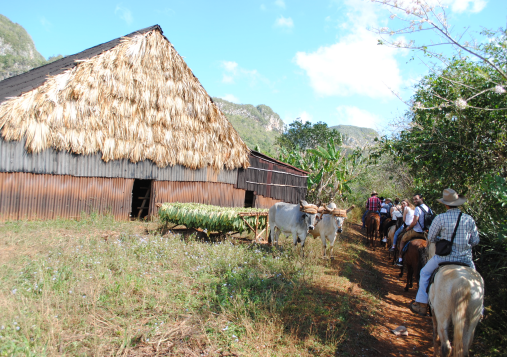 Excursion à cheval Vinales visite des producteurs de tabac