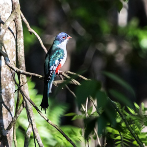 excursion cuba trinidad observation des oiseaux