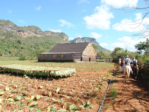 Voyage chez l'habitant à Cuba randonnee a cheval au coeur de la vallee de vinales 