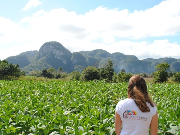 Voyage chez l'habitant à Cuba decouverte des champs de tabac de pinar del rio et vinales