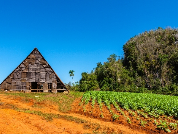 Voyage chez l'habitant à Cuba randonnee nature a cuba vinales