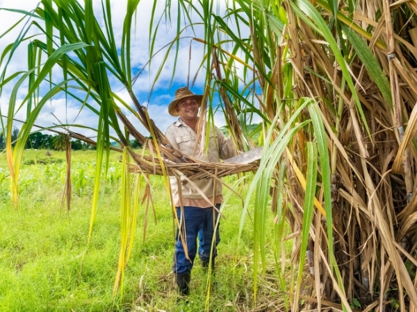 Voyage chez l'habitant à Cuba rencontre avec un cultivateur de canne a sucre