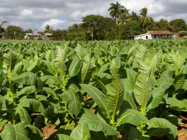 voyage cuba chez l habitant culture des champs de tabac a l ouest de cuba