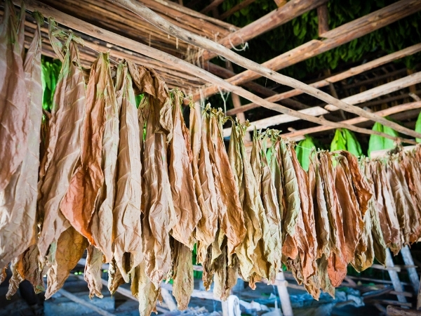 Voyage chez l'habitant à Cuba sechage du tabac a pinar del rio
