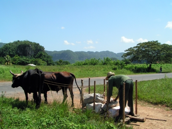 Voyage chez l'habitant à Cuba rencontre des agriculteurs de l' ouest cubain